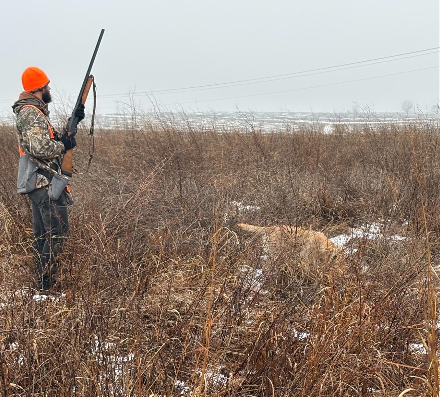 Next dog photo - Oakley